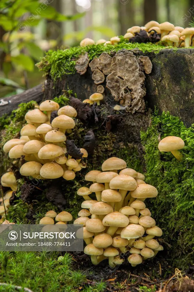 Sulphur Tuft or Clustered Woodlover (Hypholoma fasciculare), Thuringia, Germany