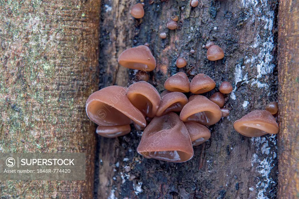 Jew's Ear or Wood Ear Fungus (Auricularia auricula-judae) on a Sycamore, Thuringia, Germany