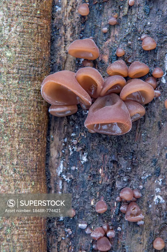 Jew's Ear or Wood Ear Fungus (Auricularia auricula-judae) on a Sycamore, Thuringia, Germany
