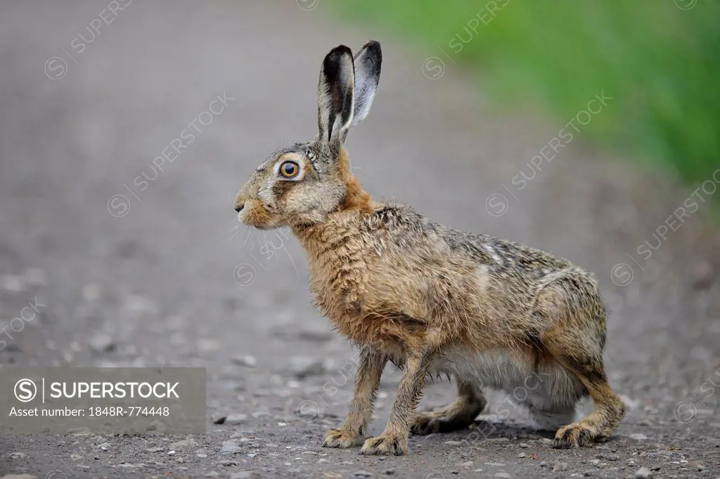 Hare (Lepus europaeus), sitting on a dirt path, Thuringia, Germany