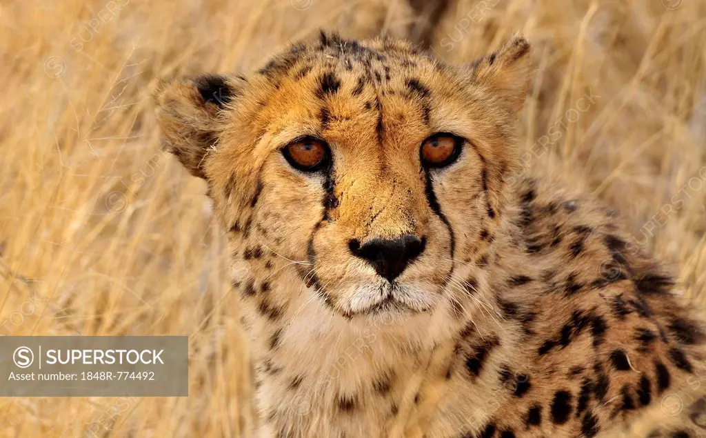 Cheetah (Acinonyx jubatus), portrait, Okonjima Game Reserve, Namibia