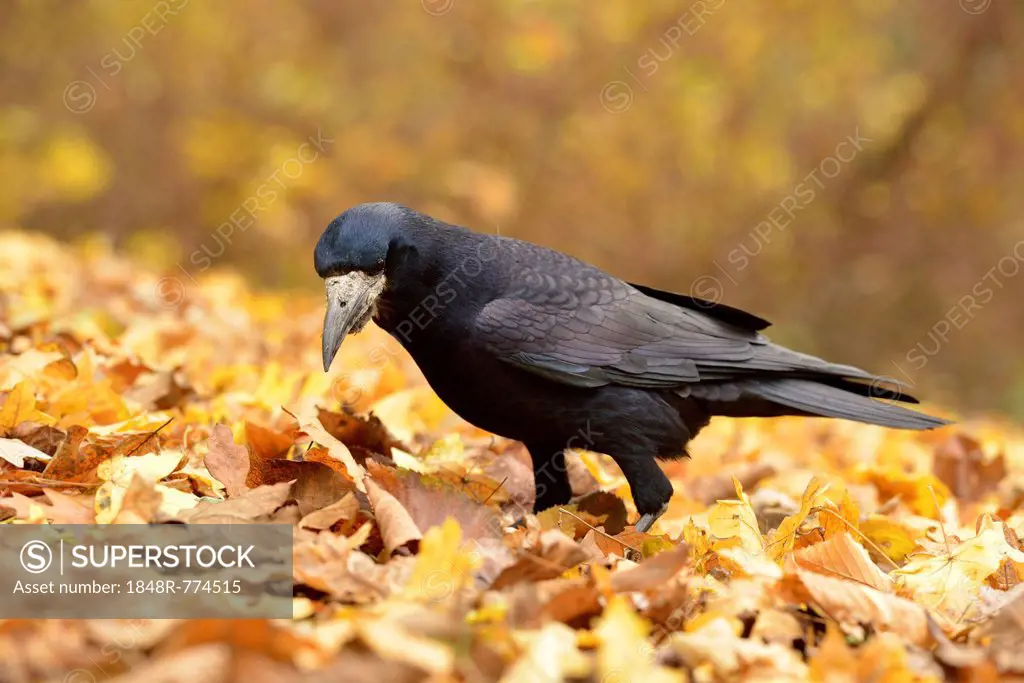 Rook (Corvus frugilegus) standing on autumn leaves, Leipzig, Saxony, Germany