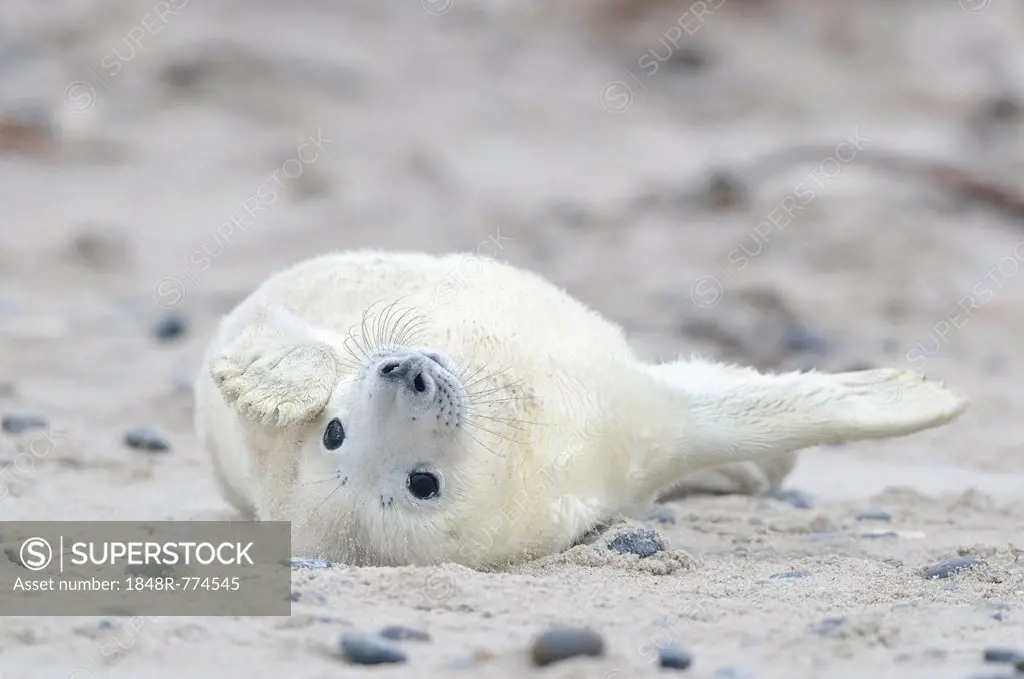 Young Grey Seal (Halichoerus grypus) pup, on the beach, Düne island, Helgoland, Schleswig-Holstein, Germany
