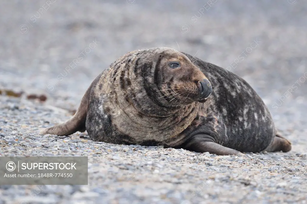 Grey Seal (Halichoerus grypus), male on the beach, Düne island, Helgoland, Schleswig-Holstein, Germany