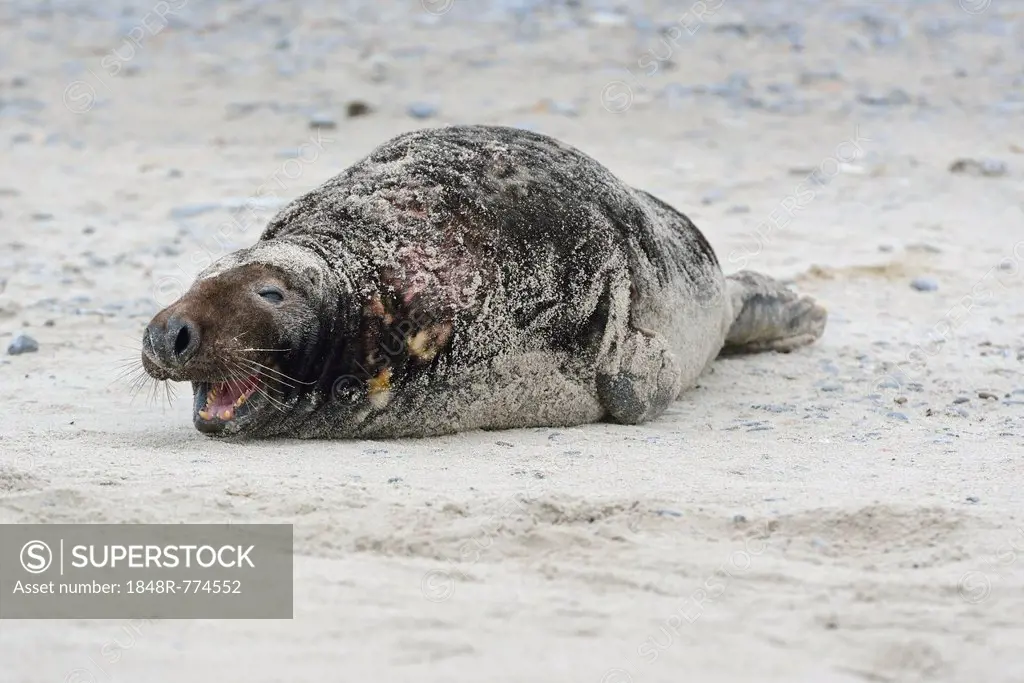 Grey Seal (Halichoerus grypus), on the beach, Düne island, Helgoland, Schleswig-Holstein, Germany