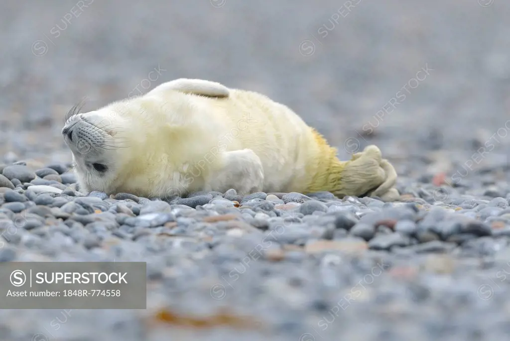 Young Grey Seal (Halichoerus grypus) pup, on the beach, Düne island, Helgoland, Schleswig-Holstein, Germany