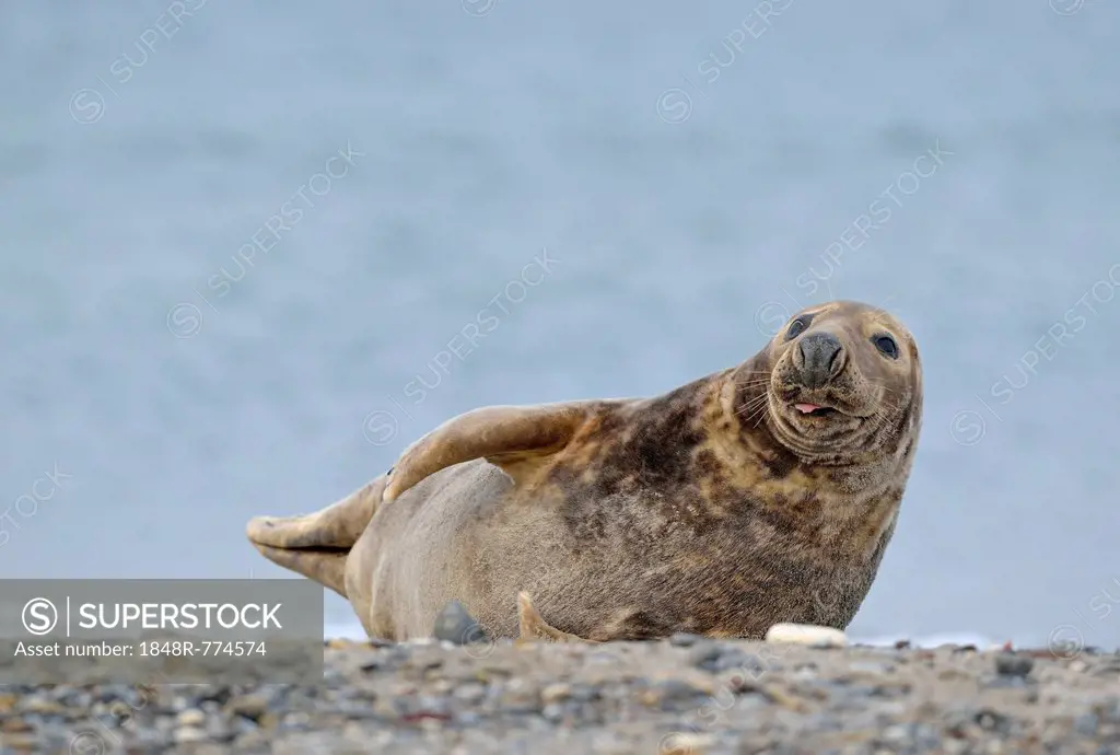 Grey Seal (Halichoerus grypus) on the beach, Düne island, Helgoland, Schleswig-Holstein, Germany