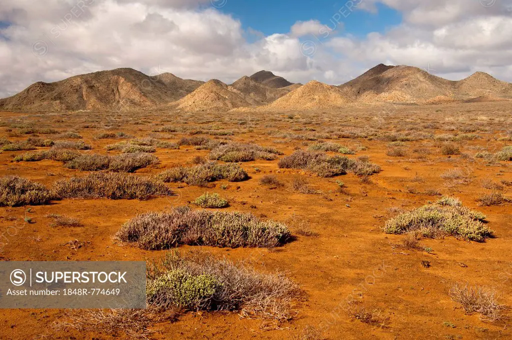 Succulent vegetation on rust-red laterite soil in a winter rainfall desert ecosystem, Richtersveld Nationalpark, Northern Cape, Nordkap, South Africa