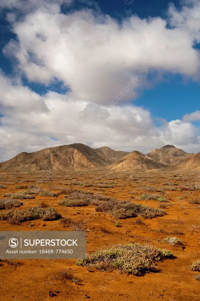 Succulent vegetation on rust-red laterite soil in a winter rainfall desert ecosystem, Richtersveld Nationalpark, Northern Cape, Nordkap, South Africa