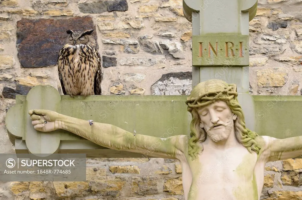 Eagle Owl (Bubo bubo) sitting on a Crucifix, Kreuzgang des Osnabrücker Doms, Osnabrück, Lower Saxony, Germany