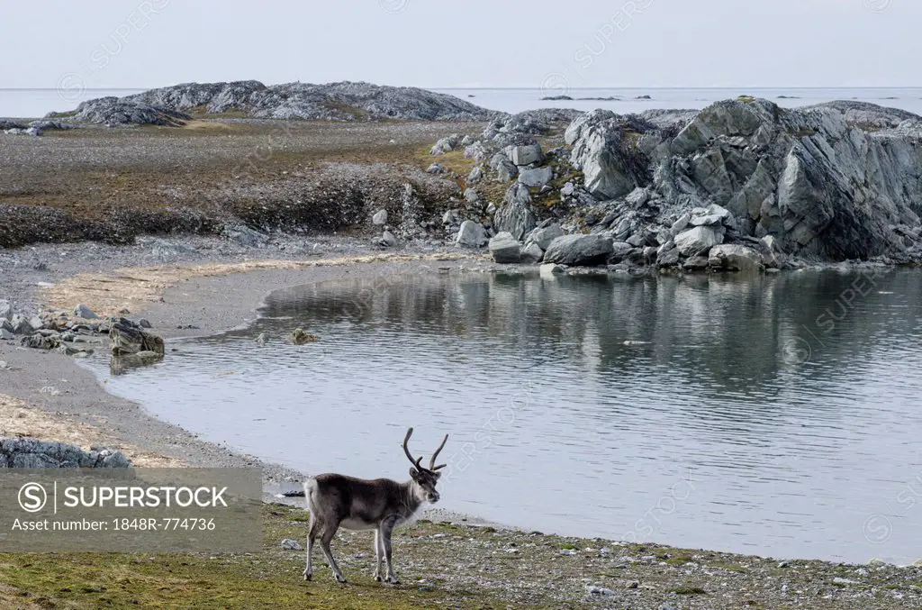 Svalbard Reindeer (Rangifer tarandus platyrhynchus), near Hyttevika, Spitsbergen Island, Svalbard Archipelago, Svalbard and Jan Mayen, Norway