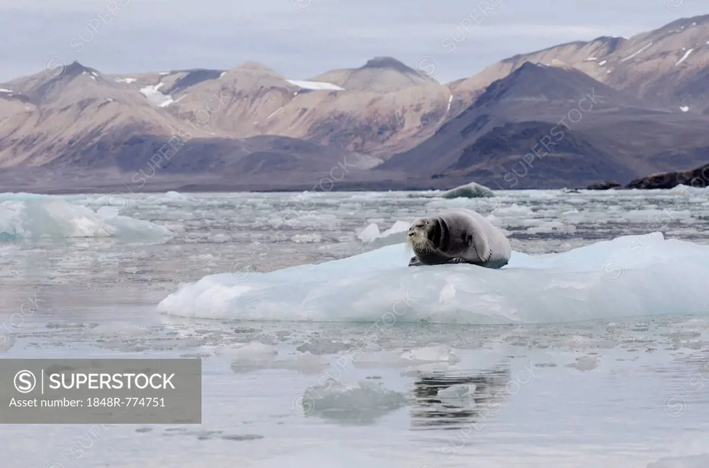 Bearded Seal (Erignathus barbatus) in Fjortende Julibreen, Fjortende Julibukta, Spitsbergen Island, Svalbard Archipelago, Svalbard and Jan Mayen, Norw...