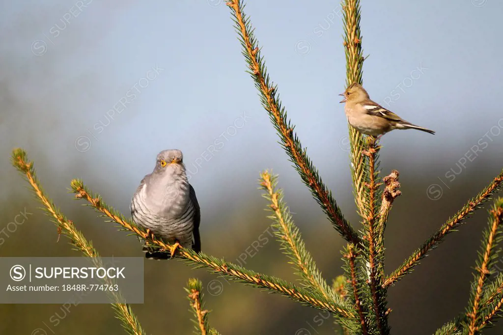 Chaffinch (Fringilla coelebs) being angry with a cuckoo (Cuculus canorus), Allgäu, Bavaria, Germany