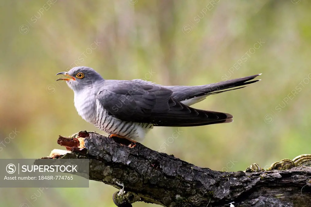 Cuckoo (Cuculus canorus), calling, Allgäu, Bavaria, Germany
