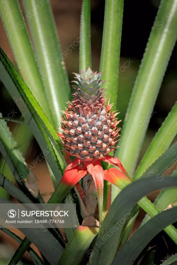 Pineapple (Ananas comosus), fruit with plant, Nosy Komba, Madagascar