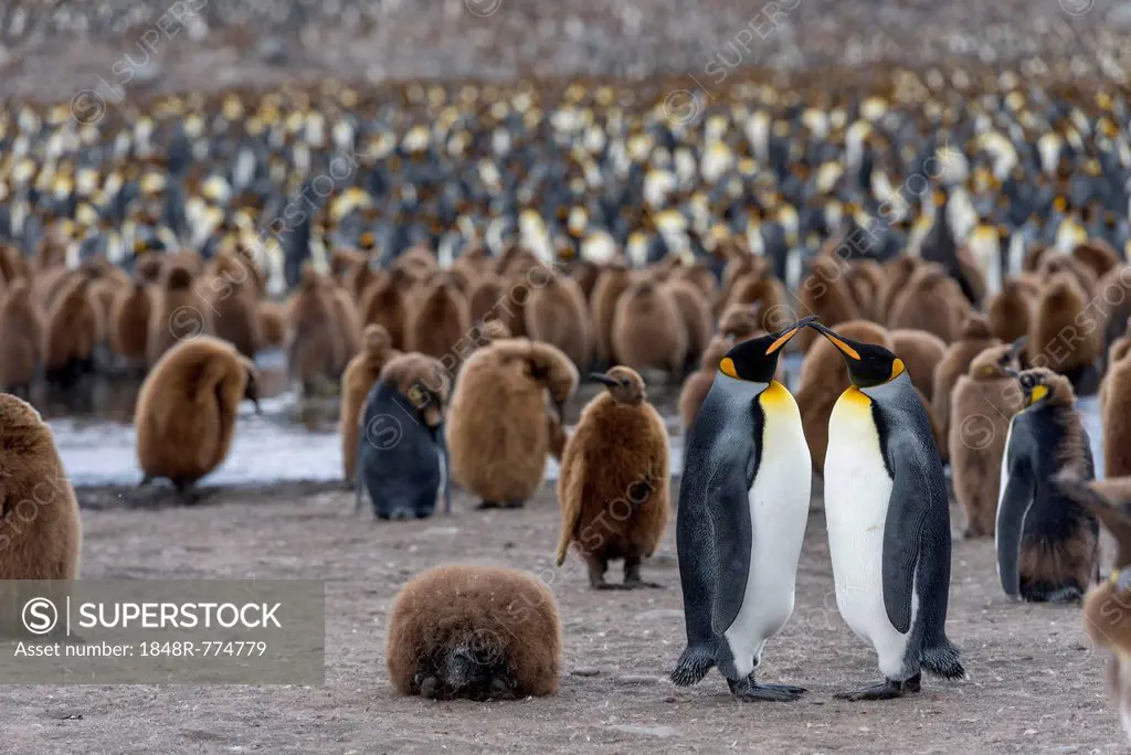 King Penguins (Aptenodytes patagonicus), adult birds, pair, surrounded by chicks in a King Penguin colony, St. Andrews Bay, South Georgia and the Sout...