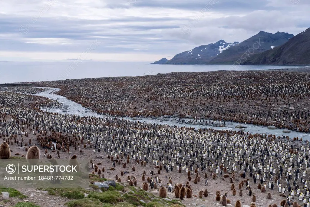 King Penguins (Aptenodytes patagonicus), King Penguin colony, St. Andrews Bay, South Georgia and the South Sandwich Islands, United Kingdom