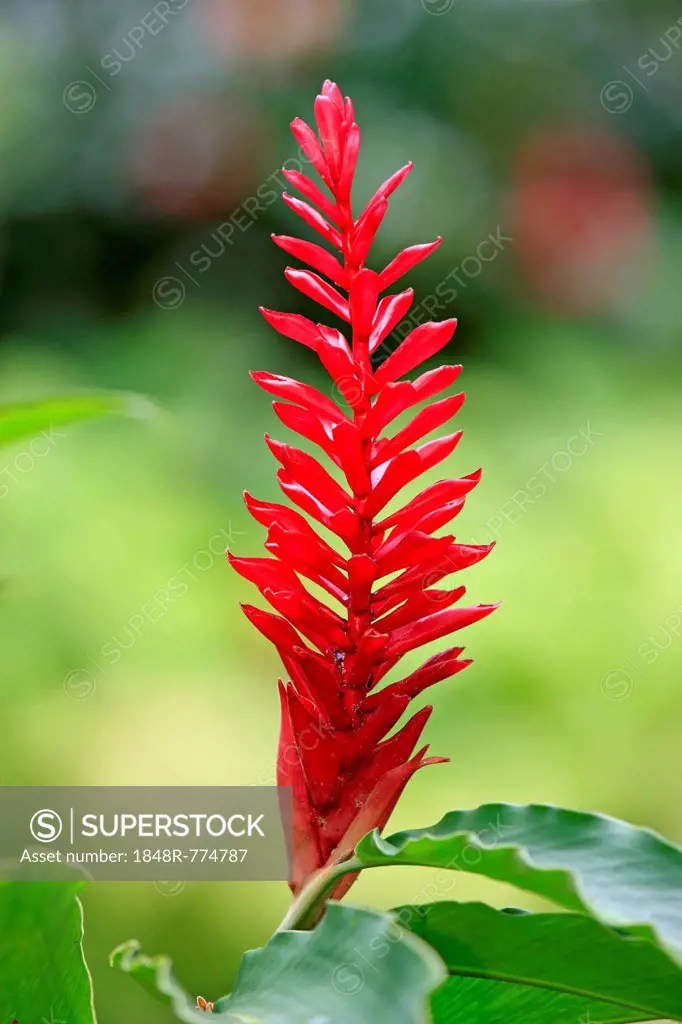 Turmeric (Curcuma longa), flower, Kota Kinabalu, Sabah, Borneo, Malaysia
