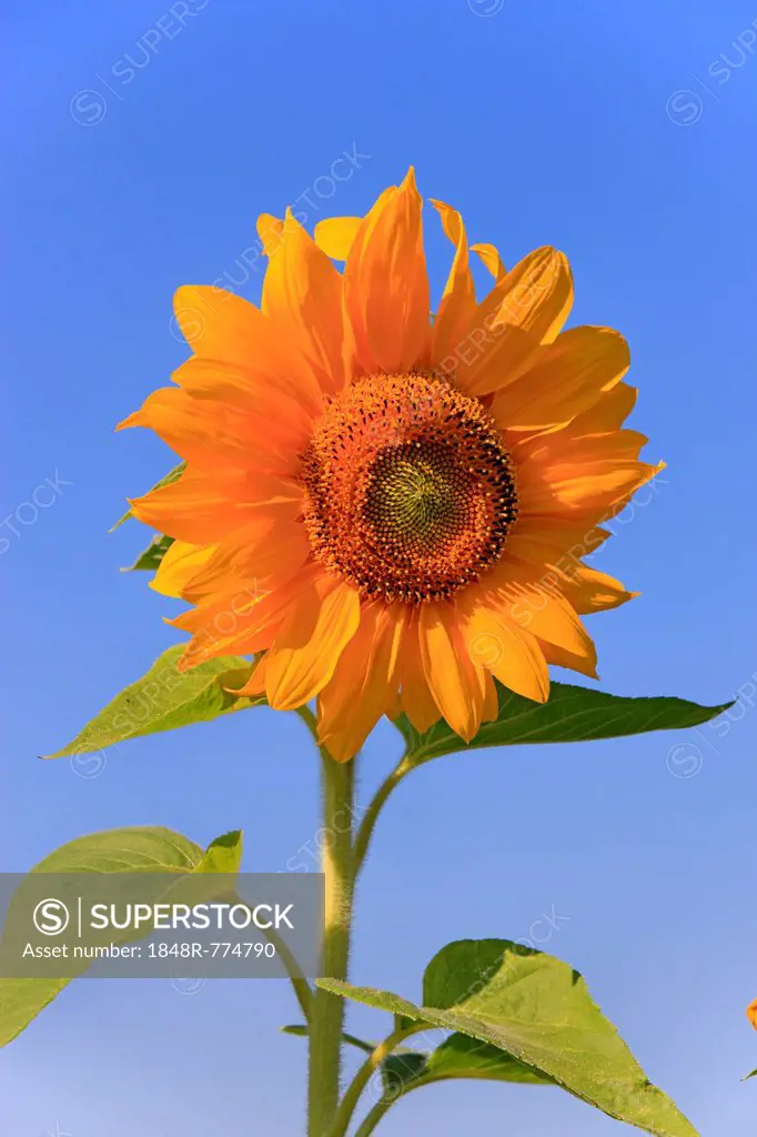 Sunflower (Helianthus annuus), flowering, Ellerstadt, Rhineland-Palatinate, Germany