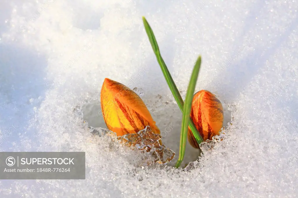 Yellow Spring Crocus or Giant Crocus (Crocus vernus), closed flowers in the snow, Westerwald, Solms, Hesse, Germany