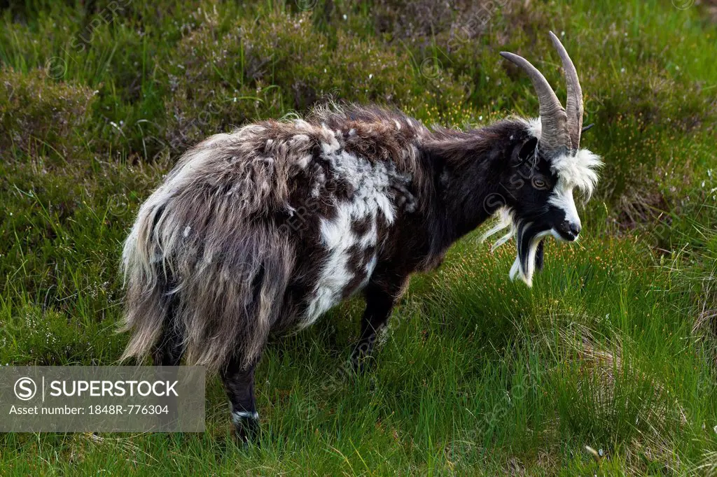 Feral goat (Capra hircus aegagrus), Grey Mare's Tail Nature Reserve, Borders District, Scotland, United Kingdom
