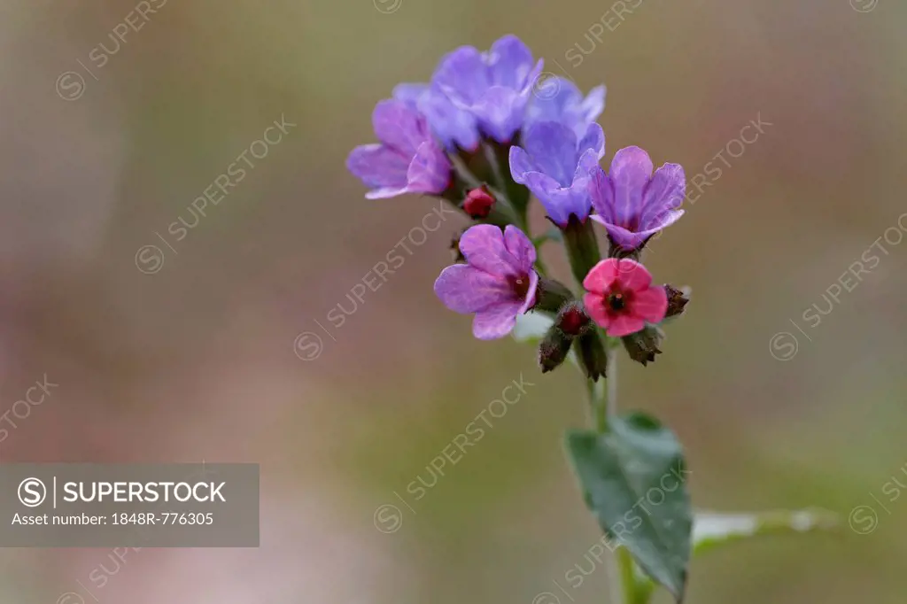 Lungwort , Common Lungwort or Our Lady's Milk Drops (Pulmonaria officinalis), flowering