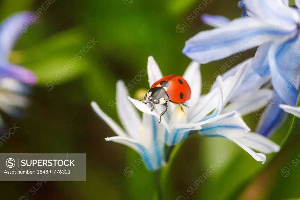 Seven-spot Ladybird (Coccinella septempunctata) in a garden, Stuttgart, Baden-Württemberg, Germany