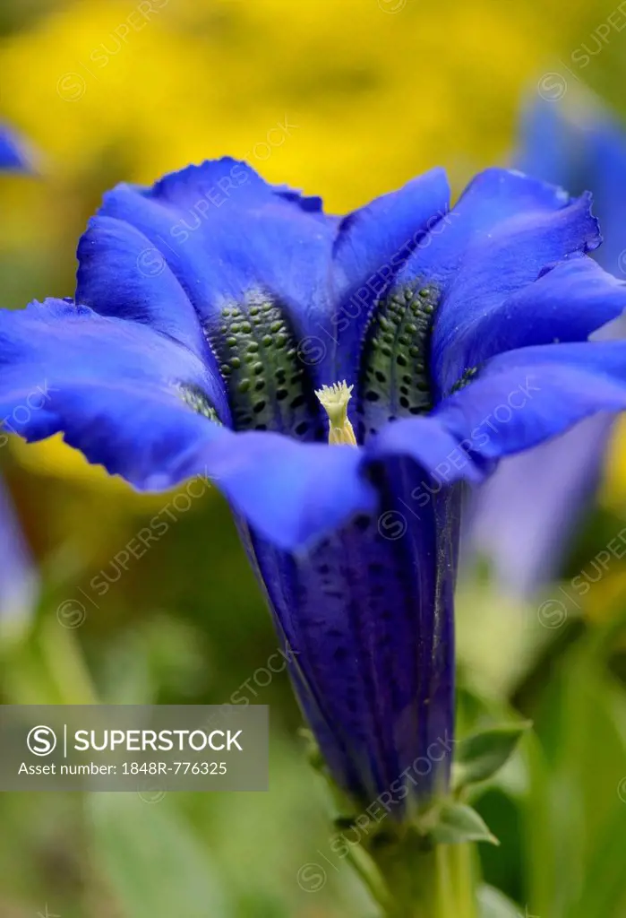 Gentian (Gentiana clusii), calyx with ovary and pollen
