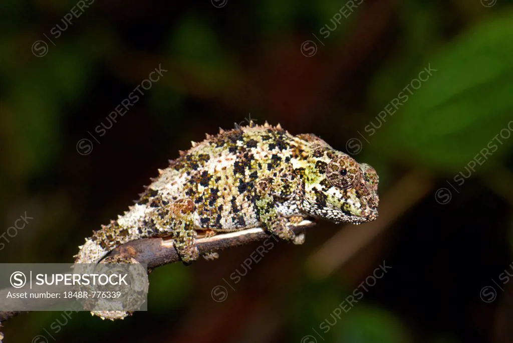 Short-horned Chameleon (Calumma brevicorne), Andasibe National Park, Ost-Madagaskar, Madagascar