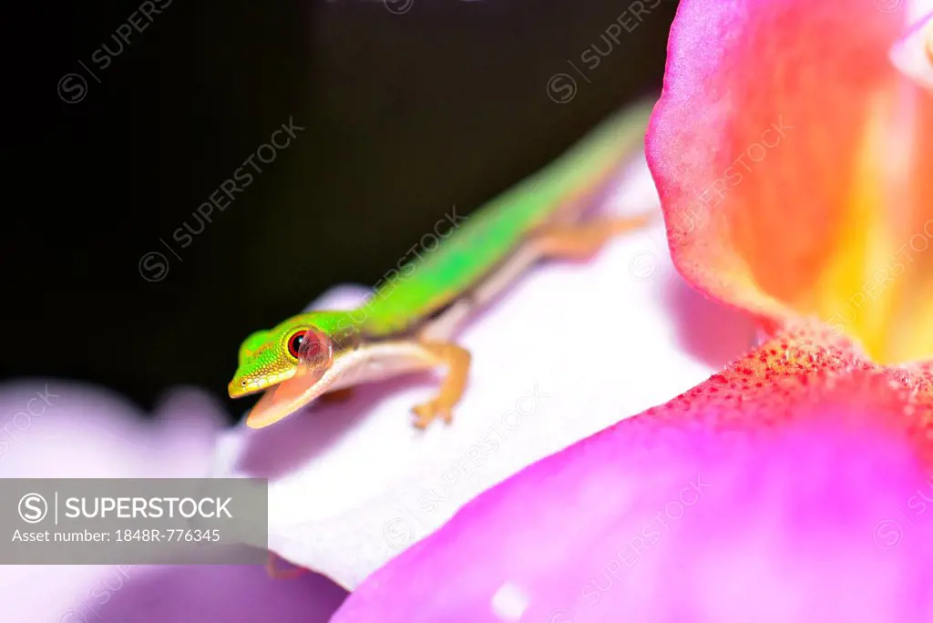 Day Gecko (Phelsuma pusilla), Masoala, Ost-Madagaskars, Madagascar