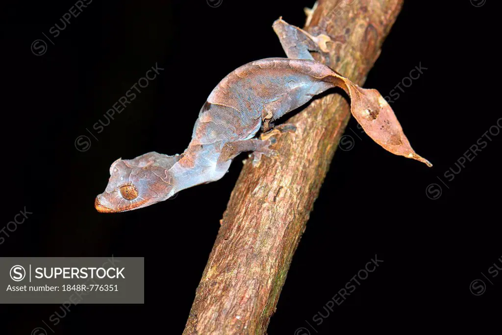 Leaf-tailed Gecko (Uroplatus ebenaui ssp.), Nord-Madagaskar, Madagascar