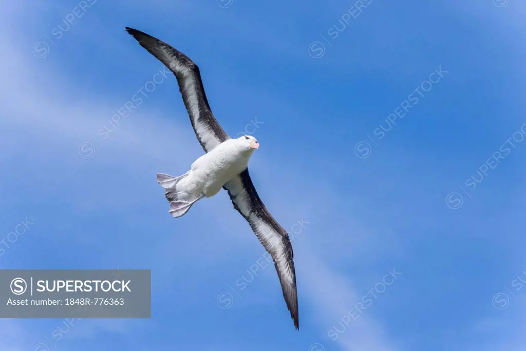 Black-browed Albatross or Black-browed Mollymawk (Thalassarche melanophris), in flight, Westpoint Island, Falkland Islands, United Kingdom