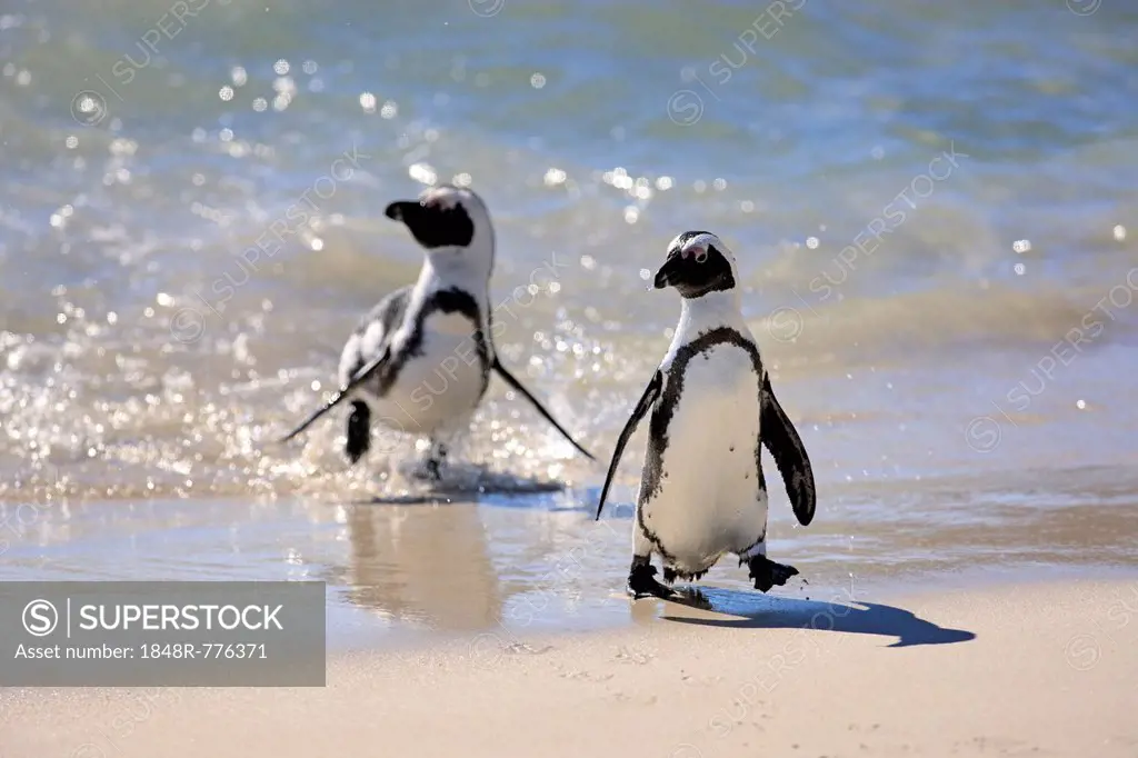 Jackass Penguin, Black-footed Penguin or African Penguin (Spheniscus demersus), pair on the beach, Boulder, Simon's Town, Western Cape, South Africa
