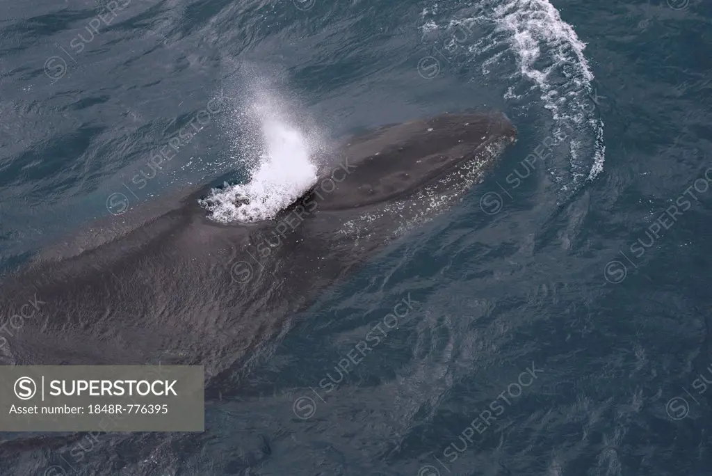 Humpback Whale (Megaptera novaeangliae), blowing, Gerlache Strait, Antarctic Peninsula, Antarctica