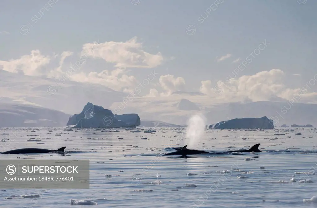 Pod of Antarctic Minke Whales (Balaenoptera bonaerensis), blowing, in front of icebergs, Gerlache Strait, Antarctic Peninsula, Antarctica
