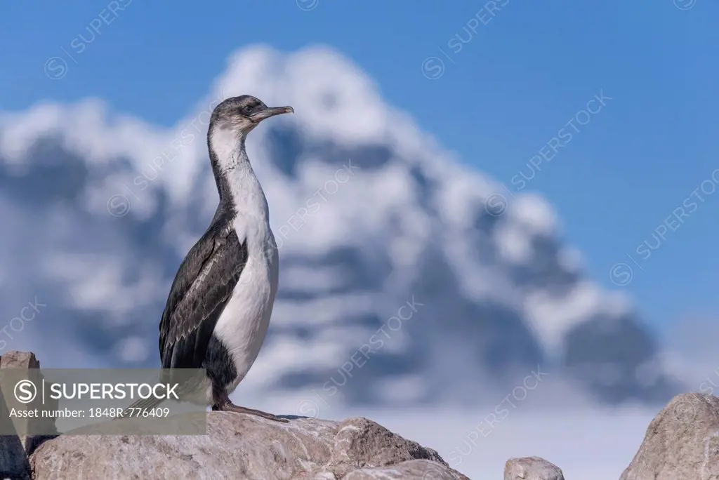 Imperial Shag or Antarctic Cormorant (Phalacrocorax atriceps), fledged young bird, Jougla Point, Port Lockroy, Antarctic Peninsula, Antarctica