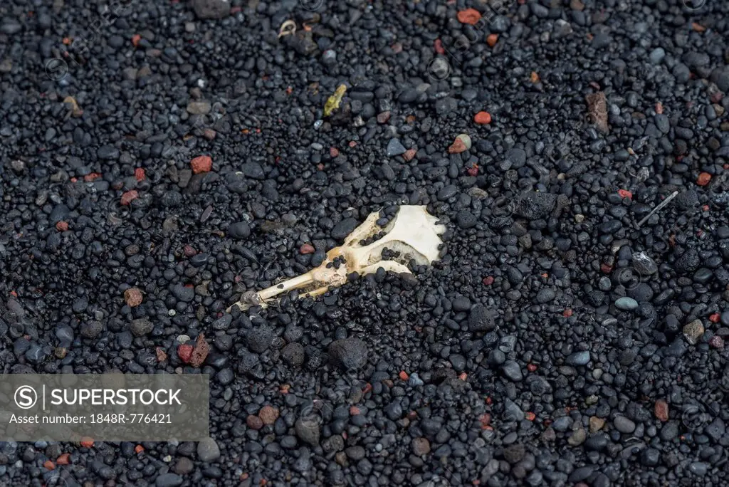 Skull of a Chinstrap Penguin (Pygoscelis antarctica), buried in lava sand, Baily Head, Deception Island, South Shetland Islands, Antarctic Peninsula, ...