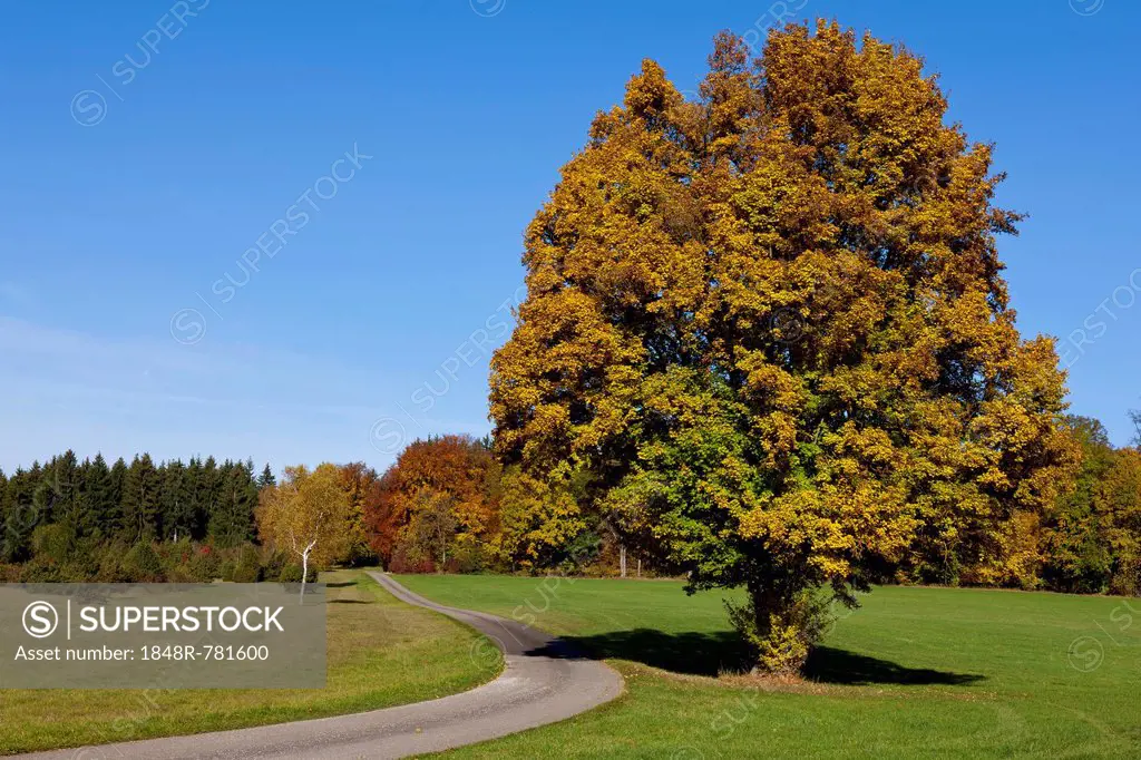 Path through a field with autumn trees, Gerstetten, Swabian Jura, Schwäbische Alb, Baden-Württemberg, Germany