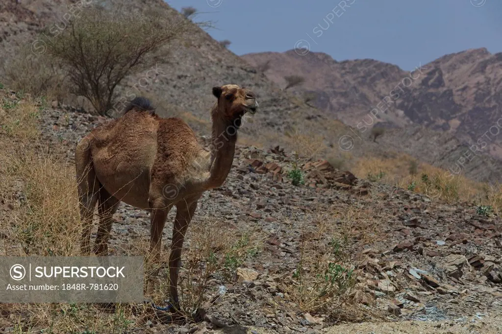 Dromedary (Camelus dromedarius), living in the wild, Quirat, Masqat, Oman