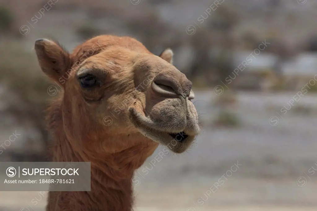 Dromedary (Camelus dromedarius), living in the wild, portrait, Quirat, Masqat, Oman