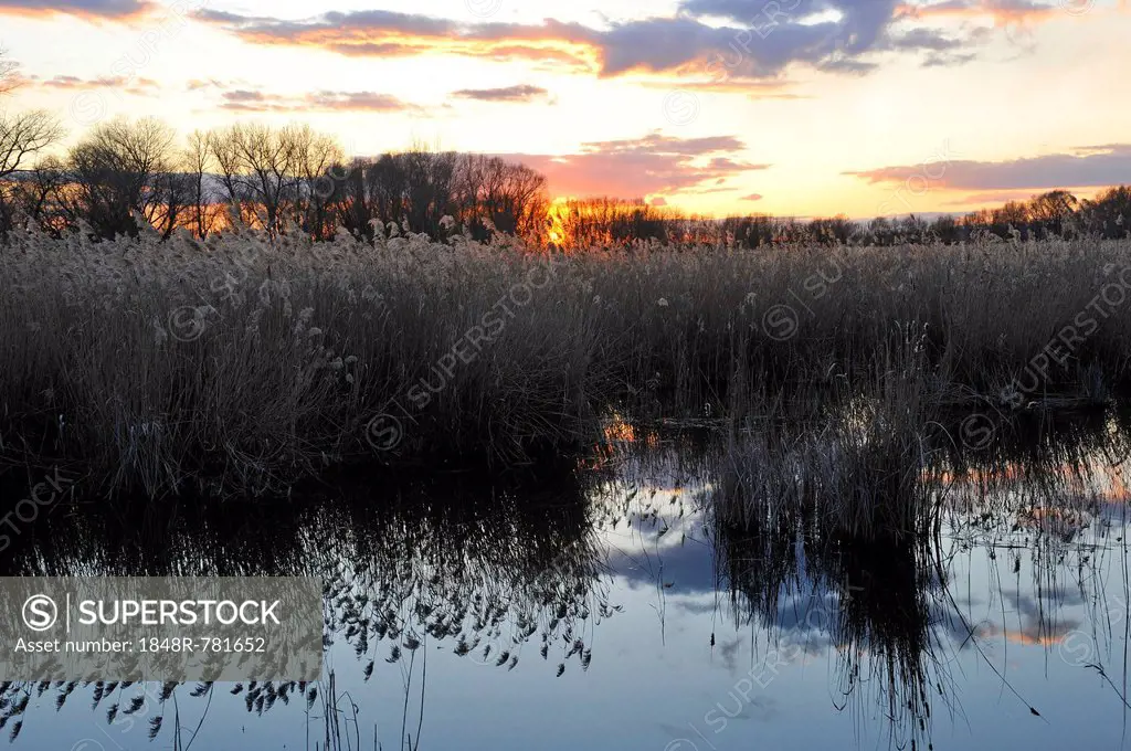 Sunset over a pond landscape with Common Reeds (Phragmites australis, Phragmites communis), Thuringia, Germany