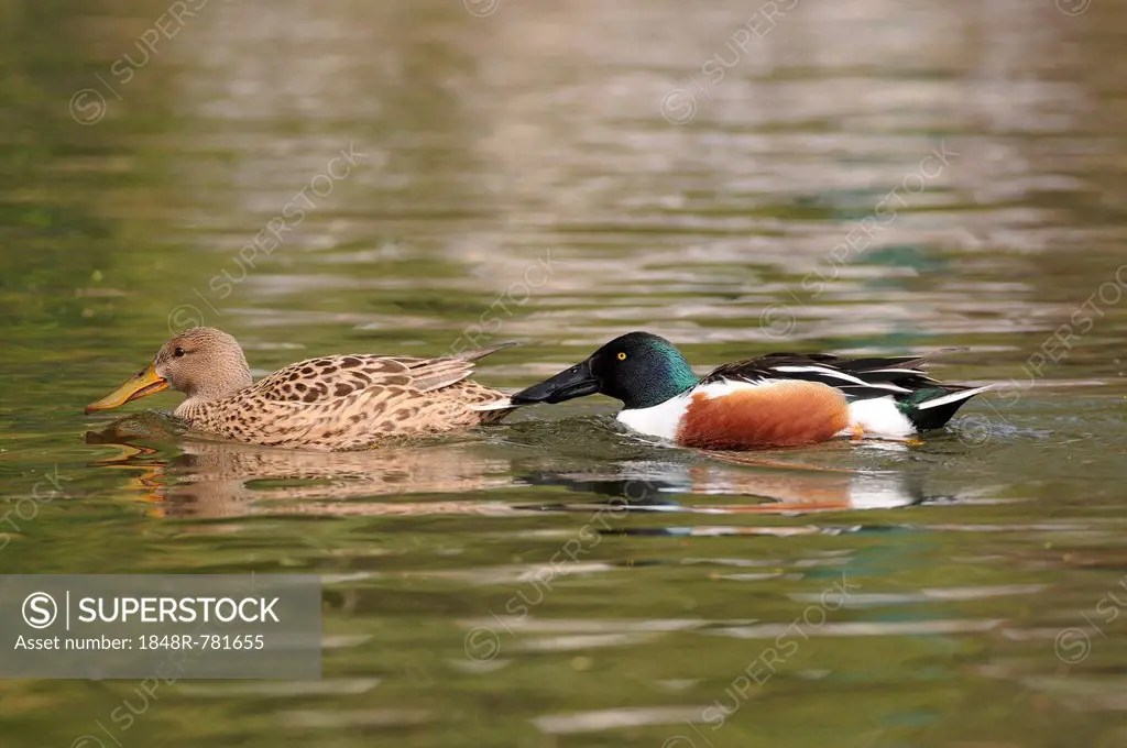 Northern Shoveler (Anas clypeata), female and male, Thuringia, Germany