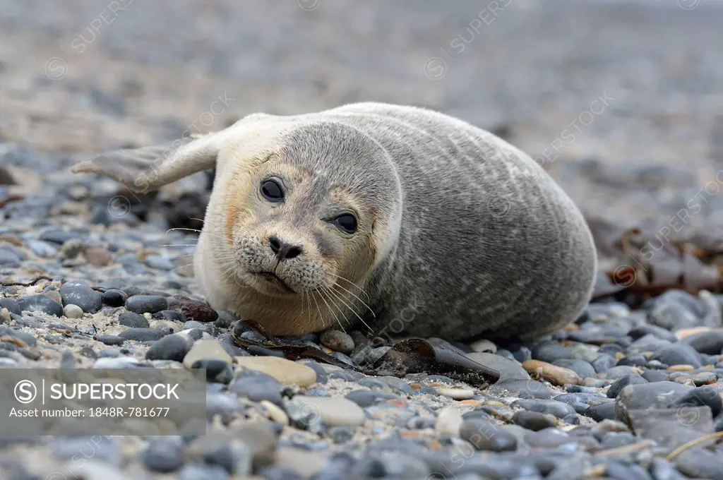 Young Harbour Seal (Phoca vitulina) lying on a pebble beach, Düne island, Helgoland, Schleswig-Holstein, Germany