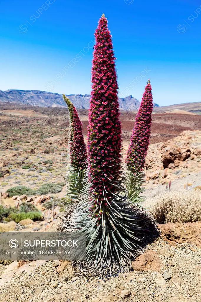 Tower of Jewels, Red Bugloss, Tenerife Bugloss or Mount Teide Bugloss (Echium wildpretii), in flower, Teide National Park, Las Llanadas, Provinz Santa...