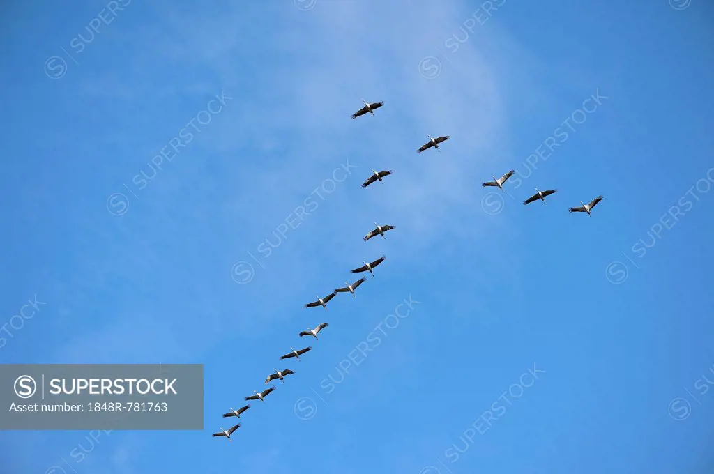 Cranes (Grus grus) flying in formation, Tiste Bauernmoor, Burgsittensen, Lower Saxony, Germany