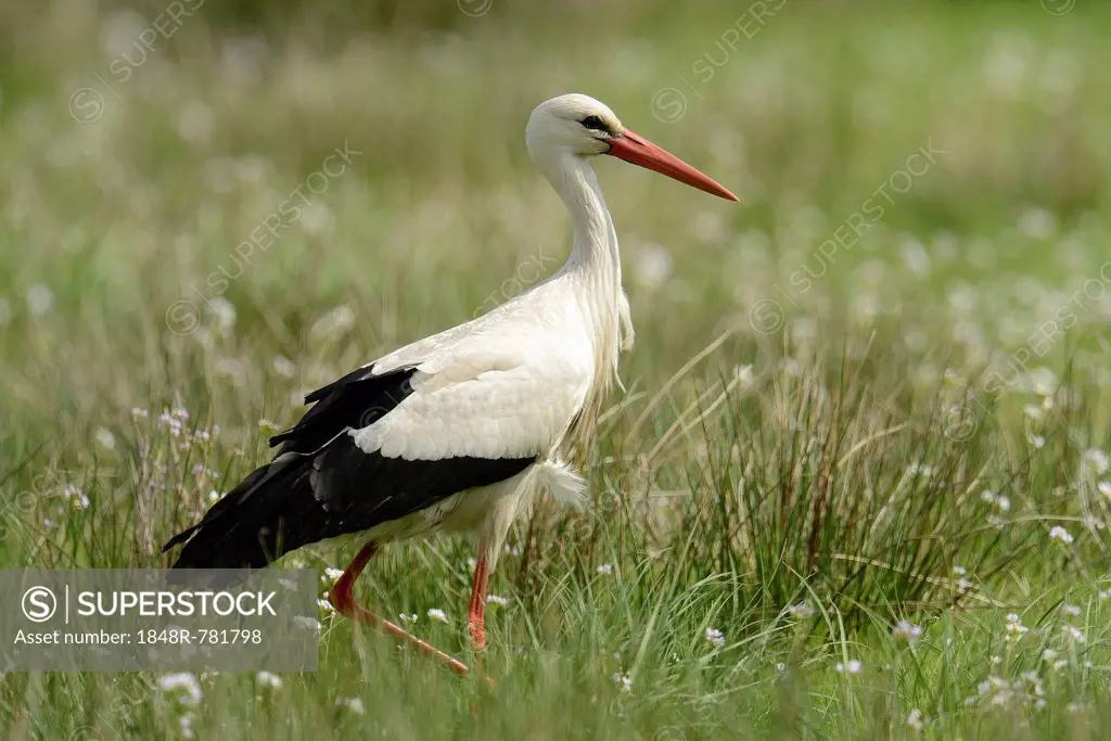 White Stork (Ciconia ciconia), Hüde, Lower Saxony, Germany