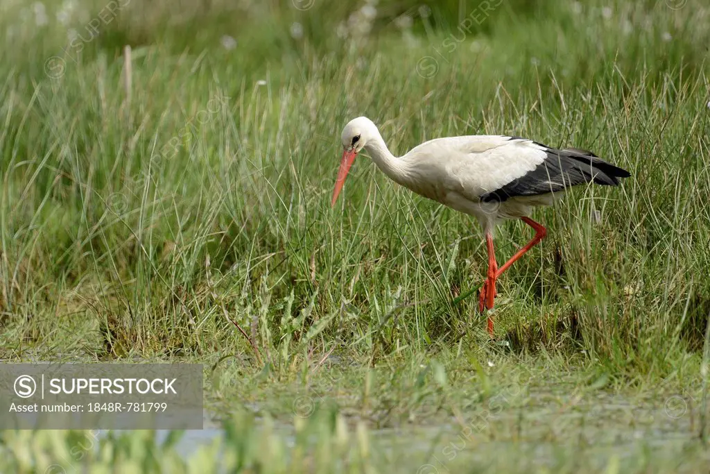 White Stork (Ciconia ciconia), Hüde, Lower Saxony, Germany