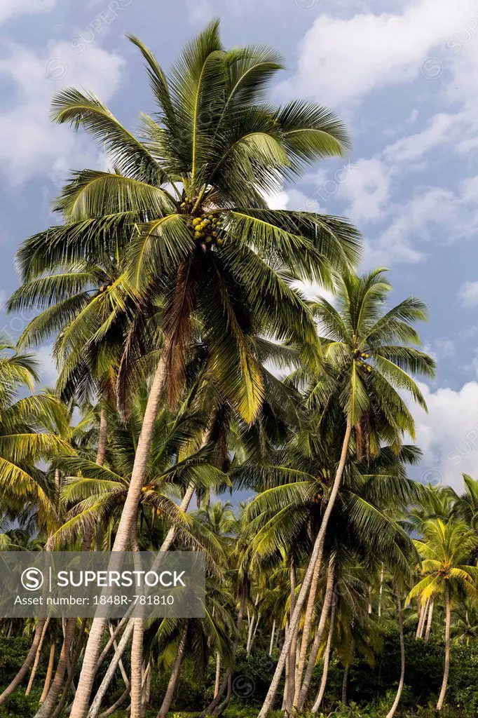 Coconut grove, nahe Ambalangoda, Westküste, Südprovinz, Sri Lanka