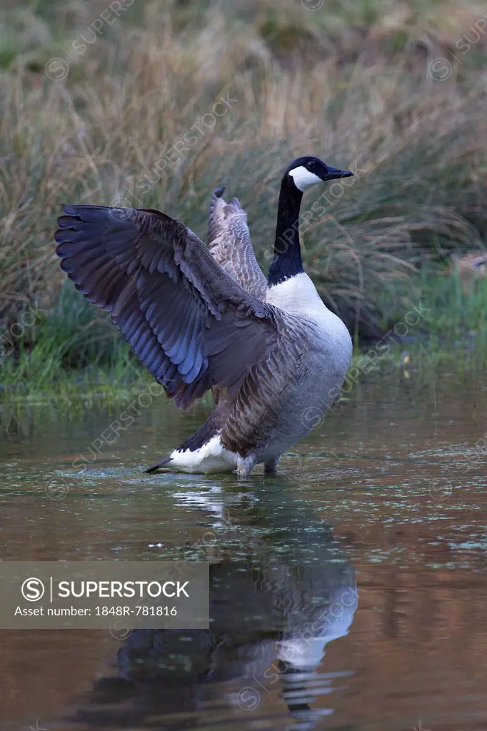 Canada Goose (Branta canadensis), Naturpark Arnsberger Wald, Sauerland, North Rhine-Westphalia, Germany