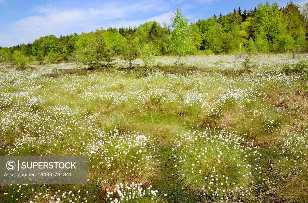 Flooded bog with blooming Hare's-tail Cottongrass, Tussock Cottongrass or Sheathed Cottonsedge (Eriophorum vaginatum) in the siltation ponds with Peat...